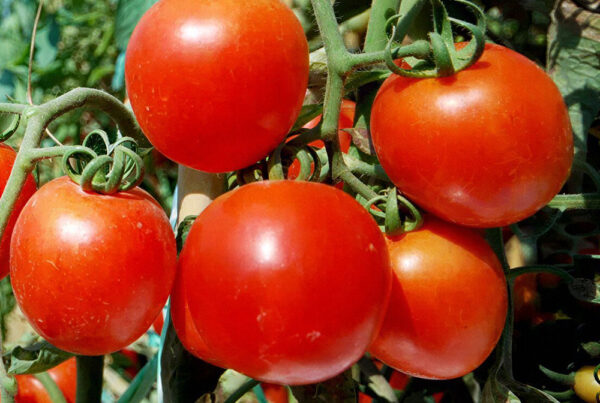 Ensayo de bioestimulación con SeabioSOIL® en cultivo de tomate bajo invernadero
