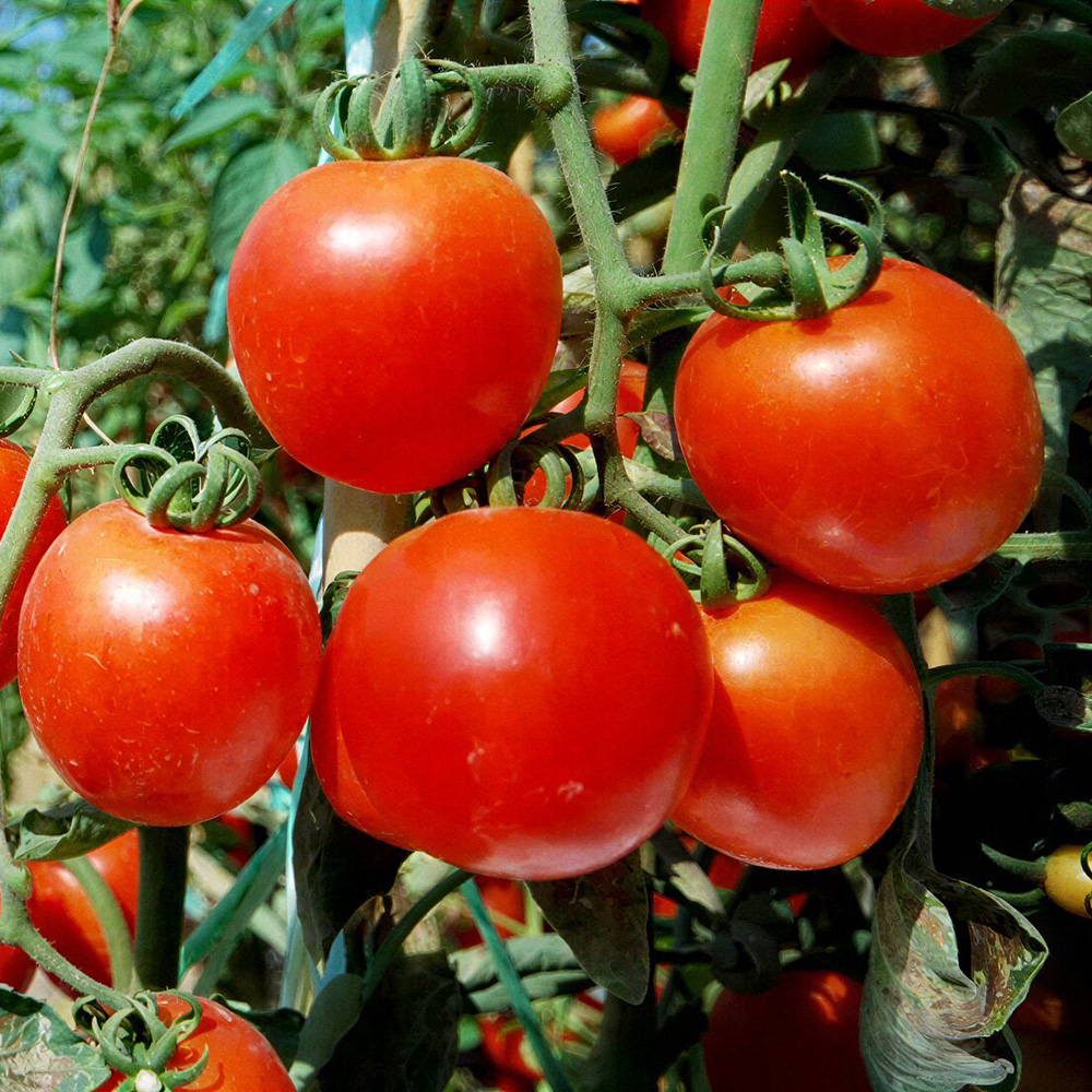 Ensayo de bioestimulación con SeabioSOIL® en cultivo de tomate bajo invernadero